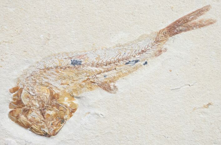 Scombroclupea Fossil Fish - Cretaceous #9949